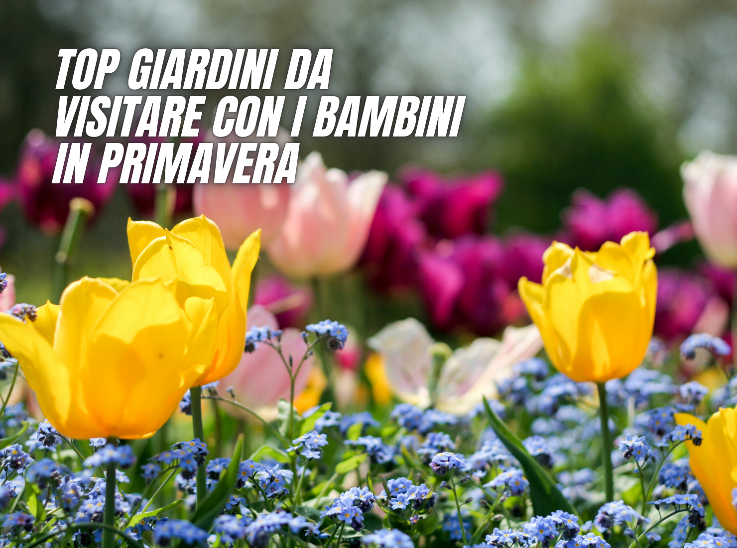 campo di tulipani da visitare con i bambini